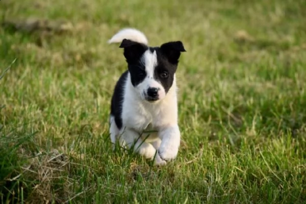 cuccioli border collie con pedigree