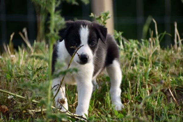 cuccioli border collie con pedigree | Foto 4