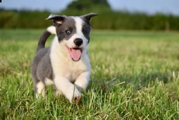 cuccioli border collie con pedigree | Foto 3