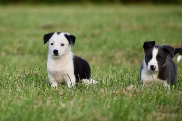 cuccioli border collie con pedigree | Foto 2