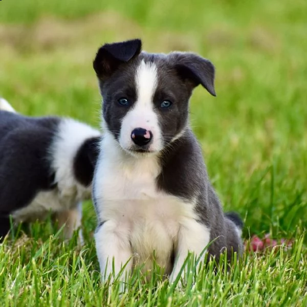 cuccioli border collie con pedigree | Foto 1