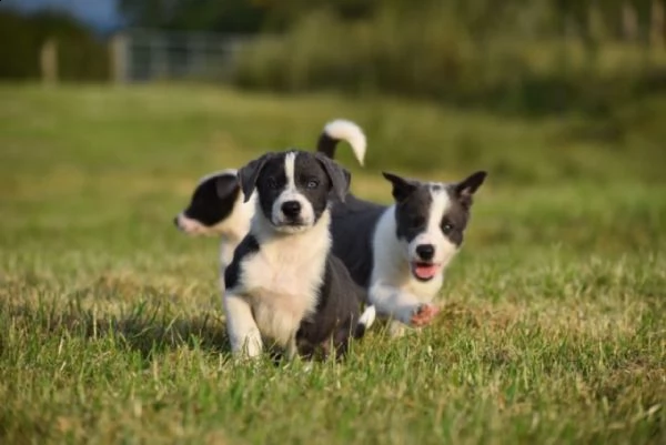 cuccioli border collie con pedigree | Foto 0