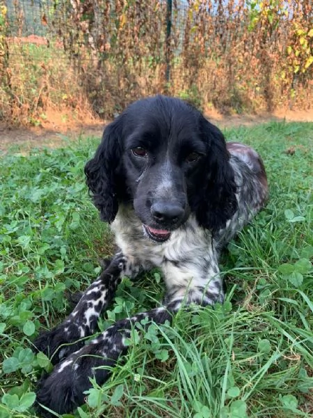 Setter inglese blue belton, Luna