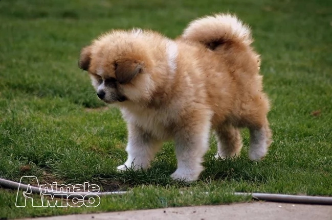  akita inu con pedigree | Foto 1