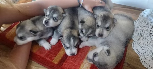 CUCCIOLI HUSKY ENCI | Foto 1