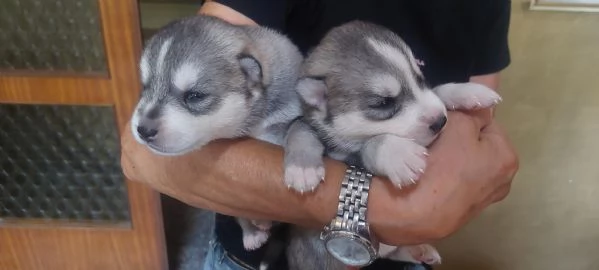 CUCCIOLI HUSKY ENCI