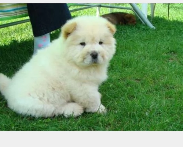 cuccioli di razza chow chow bianco crema fulvo 