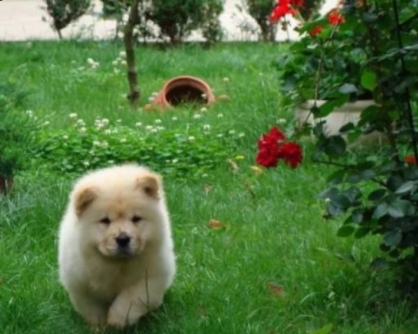 cuccioli di razza chow chow bianco crema fulvo  | Foto 0