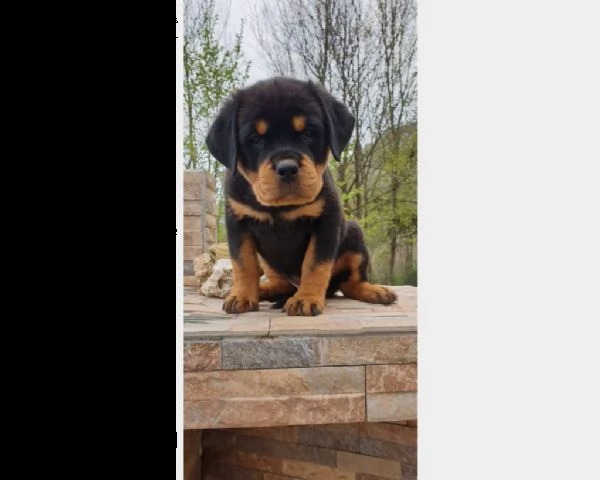 cuccioli rottweiler  | Foto 0