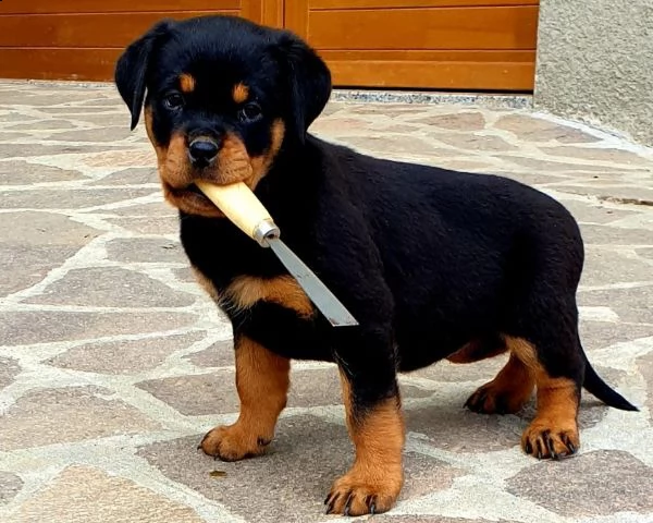 cuccioli rottweiler 