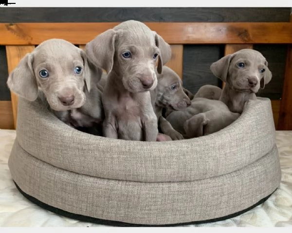 cucciolo di weimaraner maschio e femmina