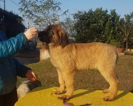 cuccioli leonberger alta genealogia | Foto 0