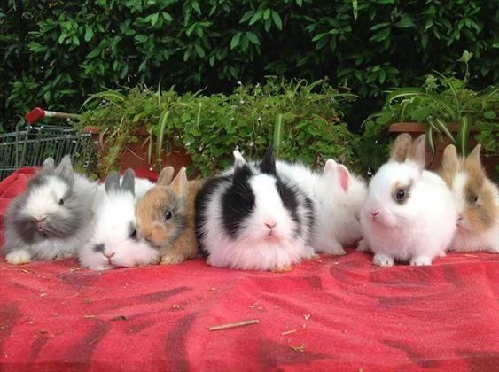 conigli nani  vendiamo cuccioli di conigli nani, arieti e testa di leone, di tutti i colori.  prezzo | Foto 1