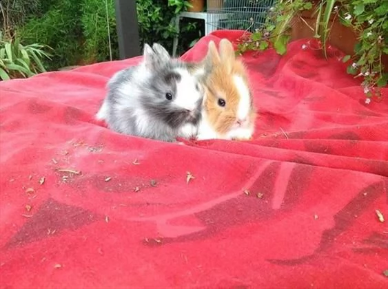 conigli nani  vendiamo cuccioli di conigli nani, arieti e testa di leone, di tutti i colori.  | Foto 0