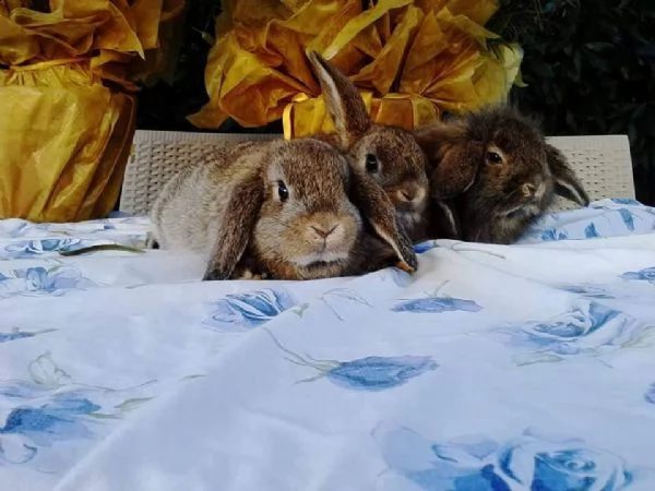 cuccioli di conigli nani, arieti e testa di leone, di tutti i colori. | Foto 0