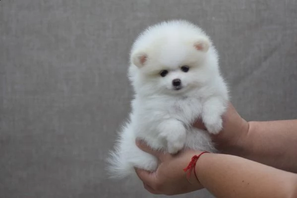 cuccioli volpino di pomerania - c | Foto 0