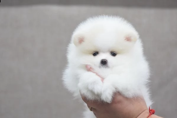 cuccioli volpino di pomerania - c