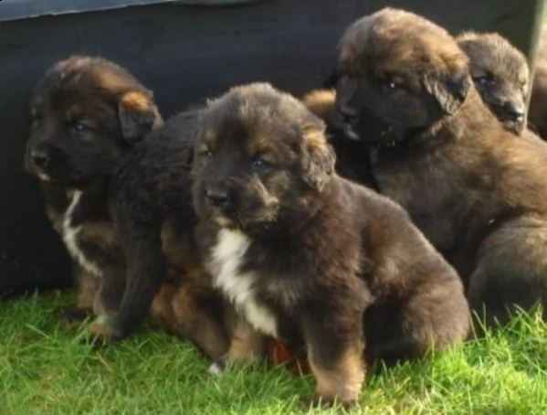 cuccioli leonberger alta genealogia