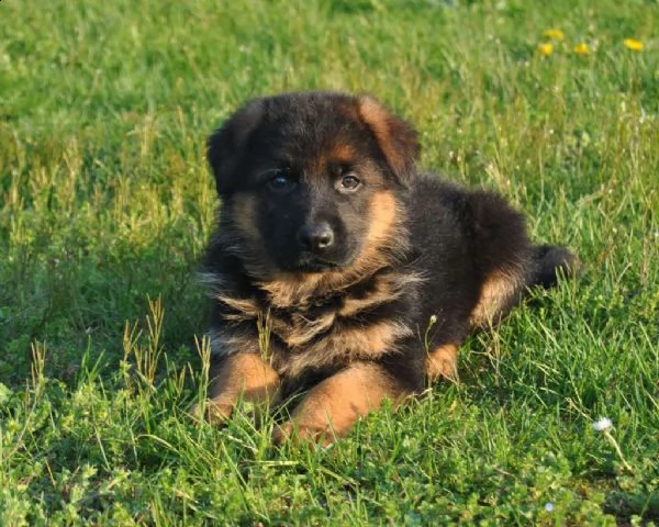 cuccioli pastore tedesco