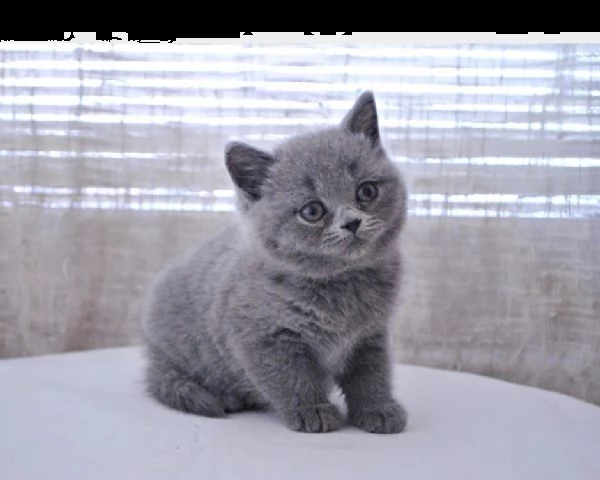 bellissima cucciola british shorthair blu