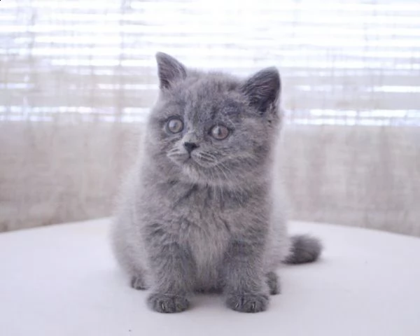 bellissima cucciola british shorthair blu | Foto 0