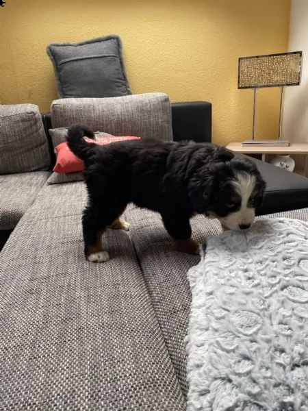 cuccioli di bovaro bernese maschio e femmina per adozione | Foto 3