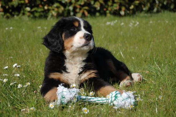 cuccioli di bovaro bernese maschio e femmina per adozione