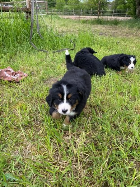 cuccioli di bovaro bernese maschio e femmina per adozione | Foto 2