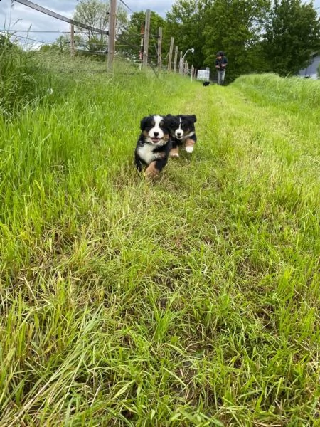 cuccioli di bovaro bernese maschio e femmina per adozione | Foto 1