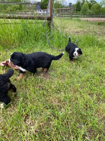 cuccioli di bovaro bernese maschio e femmina per adozione | Foto 0