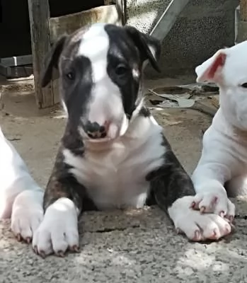 english bull terrier