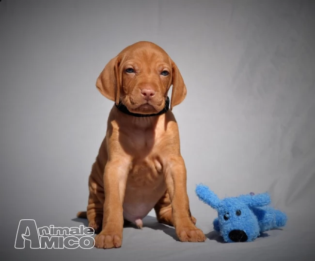 cuccioli di vizsla - bracco ungherese  | Foto 3