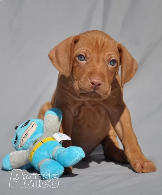 cuccioli di vizsla - bracco ungherese  | Foto 2