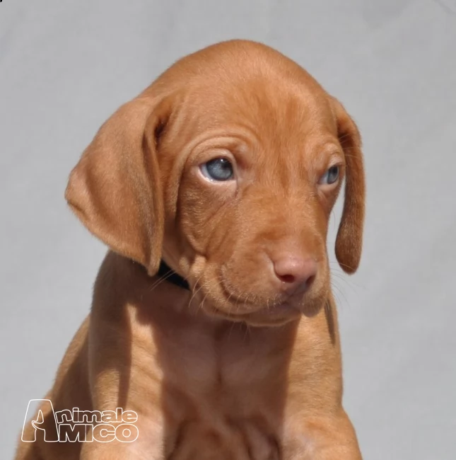 cuccioli di vizsla - bracco ungherese 