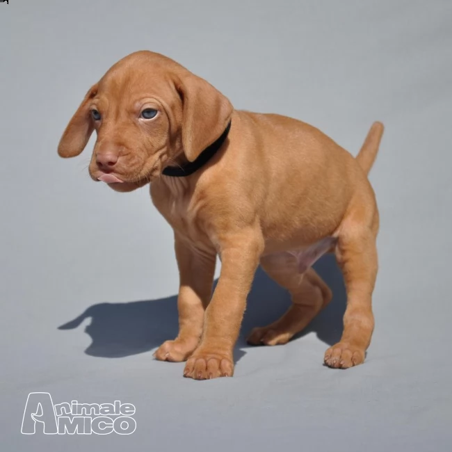 cuccioli di vizsla - bracco ungherese  | Foto 1