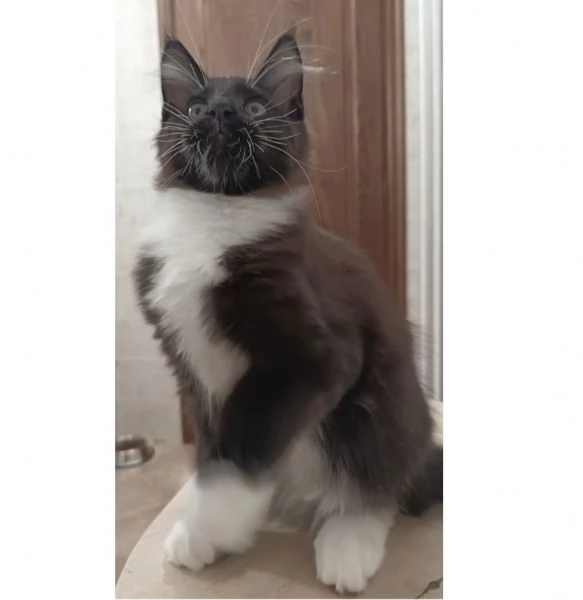 Cucciolo di gatto Maine Coon