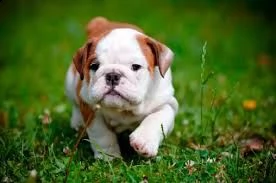 disponibili cuccioli di bulldog inglese | Foto 2