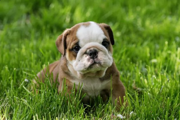 disponibili cuccioli di bulldog inglese | Foto 1