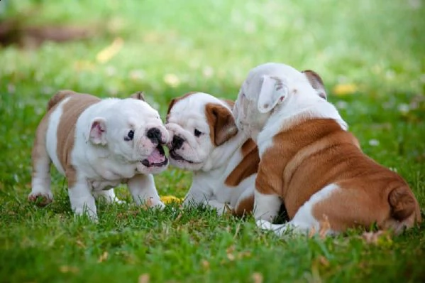 disponibili cuccioli di bulldog inglese | Foto 0