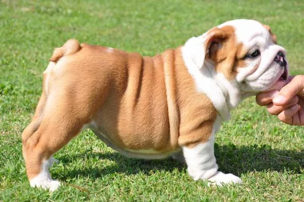 disponibili cuccioli di bulldog inglese