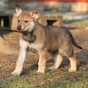 cuccioli cane lupo cecoslovacco | Foto 1