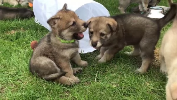 cuccioli cane lupo cecoslovacco