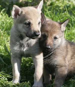 cuccioli cane lupo cecoslovacco | Foto 0