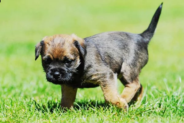 cucciolo di 3 mesi border terrier | Foto 1