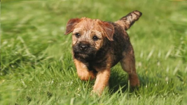 cucciolo di 3 mesi border terrier | Foto 0