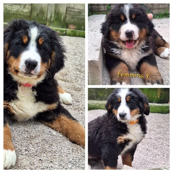 bovaro del bernese cuccioli con pedigree | Foto 2