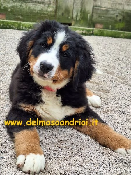 bovaro del bernese cuccioli con pedigree