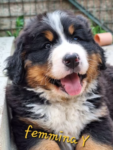 bovaro del bernese cuccioli con pedigree | Foto 1