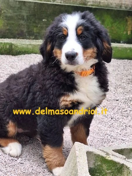 bovaro del bernese cuccioli con pedigree | Foto 0