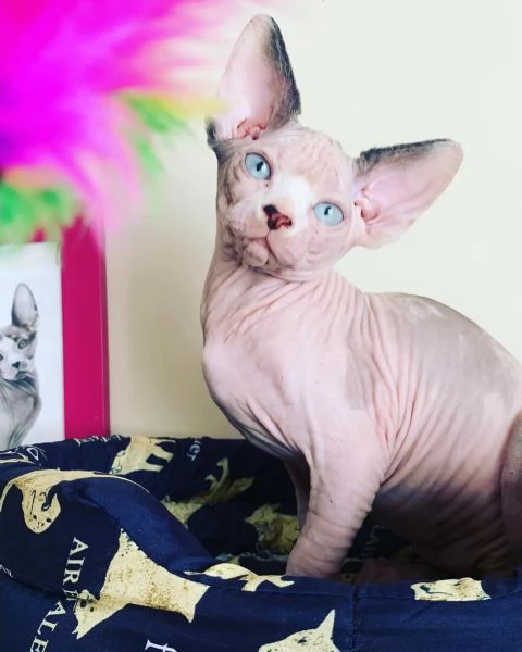 Canadian Sphynx cuccioli  | Foto 1